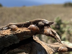 Succinea clarionensis