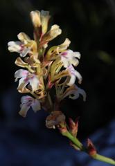 Tritoniopsis parviflora