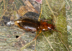 Amphasia interstitialis