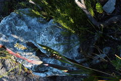 Tritoniopsis parviflora