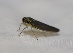 Ishidaella tumida