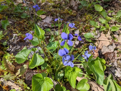 Sulphur Spring Gap Trail