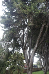Cupressus lusitanica
