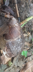 Megalobulimus popelairianus