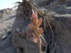 Tillandsia latifolia