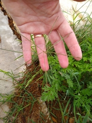 Chloris andropogonoides