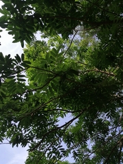 Thouinidium decandrum