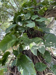 Epipremnum aureum image