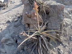 Tillandsia latifolia