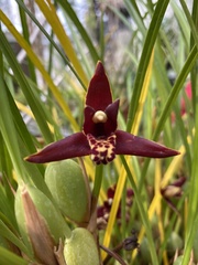 Maxillaria tenuifolia