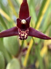 Maxillaria tenuifolia