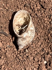 Succinea clarionensis