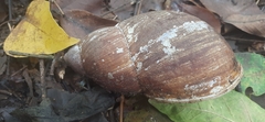 Megalobulimus popelairianus