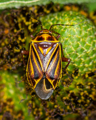 Calocoris barberi