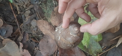 Megalobulimus popelairianus