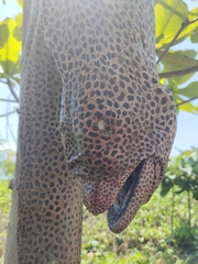 Gymnothorax isingteena