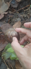 Megalobulimus popelairianus