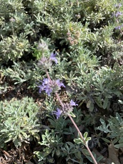 Salvia sonomensis