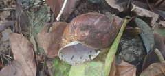 Megalobulimus popelairianus
