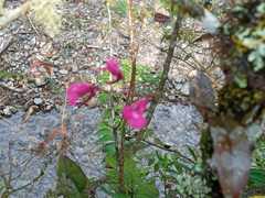 Comparettia falcata falcata