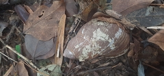 Megalobulimus popelairianus