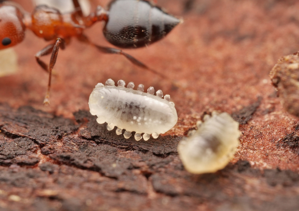 Schmidt's Cocktail Ant
