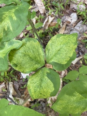 Uromyces ari-triphylli