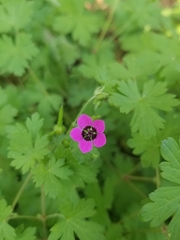 Geranium ocellatum