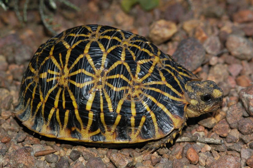 Geometric Tortoise in September 2010 by Marius Burger · iNaturalist