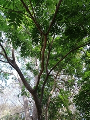 Thouinidium decandrum