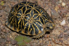 Psammobates geometricus