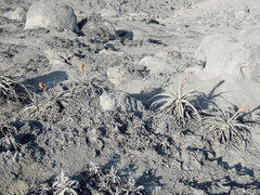 Tillandsia latifolia