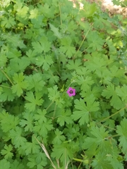 Geranium ocellatum