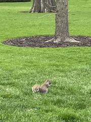 Sciurus carolinensis