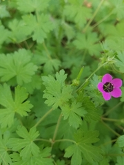 Geranium ocellatum