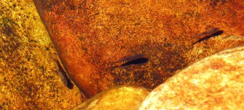 Pseudobarbus vulneratus