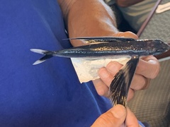Cheilopogon
