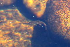 Pseudobarbus burchelli