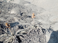 Tillandsia latifolia