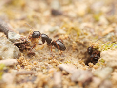 Camponotus piceus