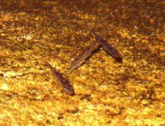 Pseudobarbus burchelli