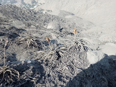 Tillandsia latifolia