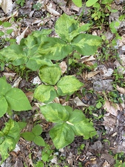 Uromyces ari-triphylli