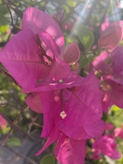 Bougainvillea
