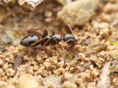 Camponotus piceus