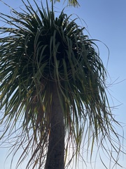 Nolineae