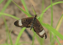 Acraea oncaea