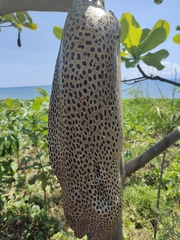 Gymnothorax isingteena