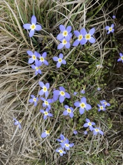 Houstonia serpyllifolia