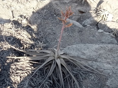 Tillandsia latifolia